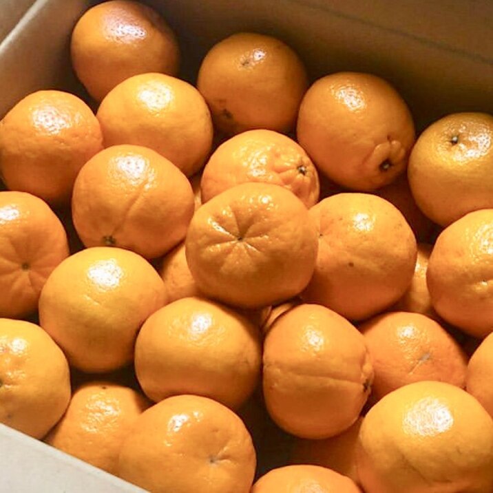 簡単裏技 ポンカンみかん柑橘類の長持ち保存方法 レシピ 作り方 By ゆきまさ丸 楽天レシピ 簡単裏技 ポンカンみかん柑橘類の長持ち保存方法 レシピ 作り方 By ゆきまさ丸 楽天レシピ